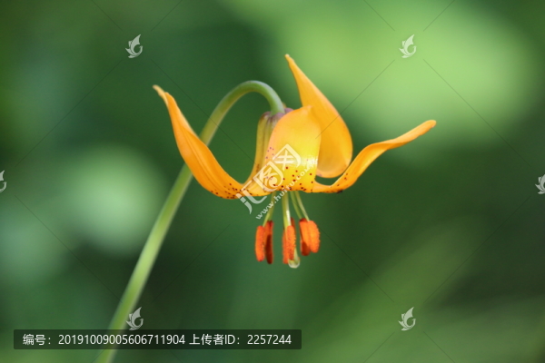 蘭州百合