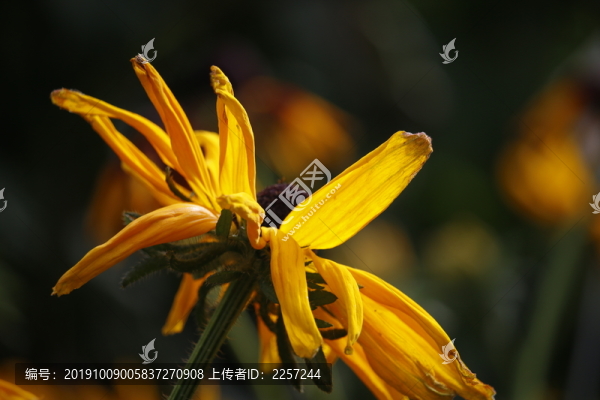 黑心金光菊