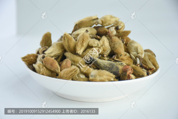 辛夷花