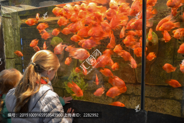 金魚