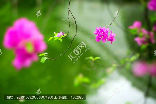 三角梅