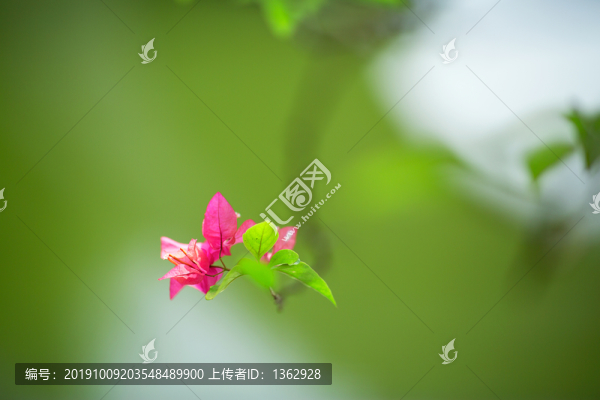 三角梅