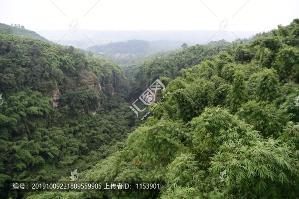 川西竹海風(fēng)光