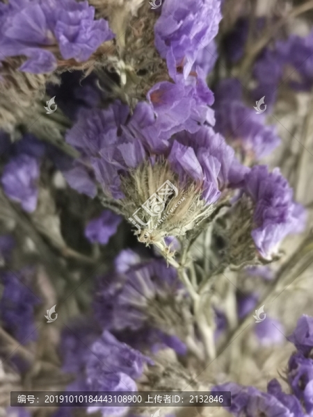紫色干花