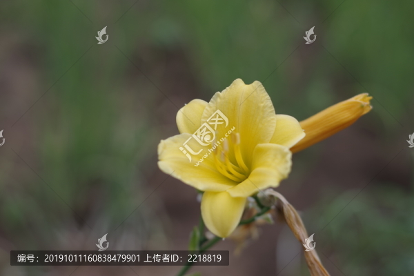 萱草