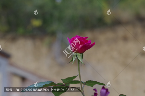 月季花