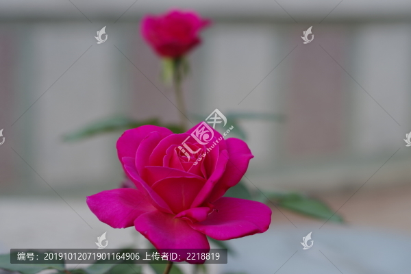 月季花