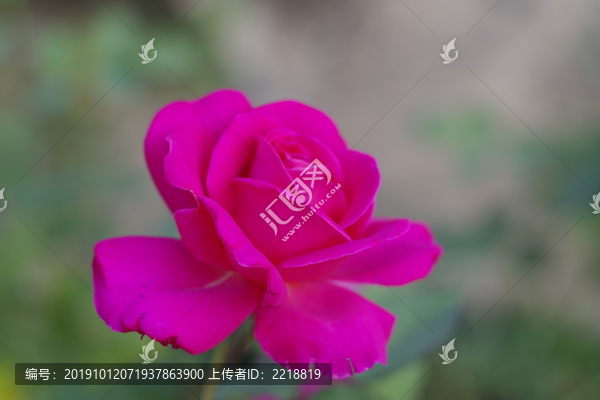 月季花