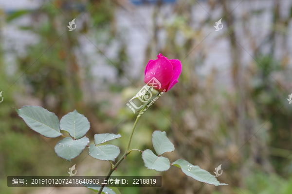 月季花