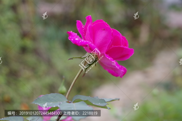 月季花