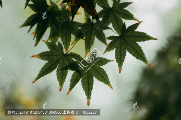 楓樹葉