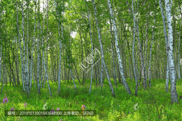 草甸野花白樺林