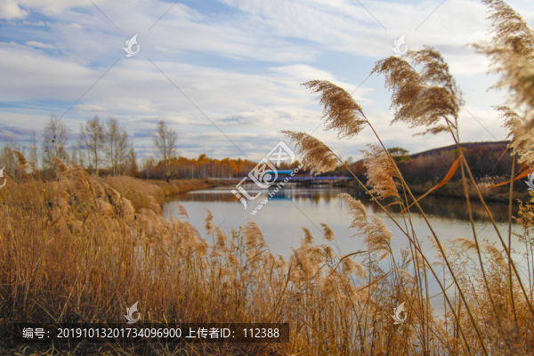 蘆葦葦子野生植物葦英葦花