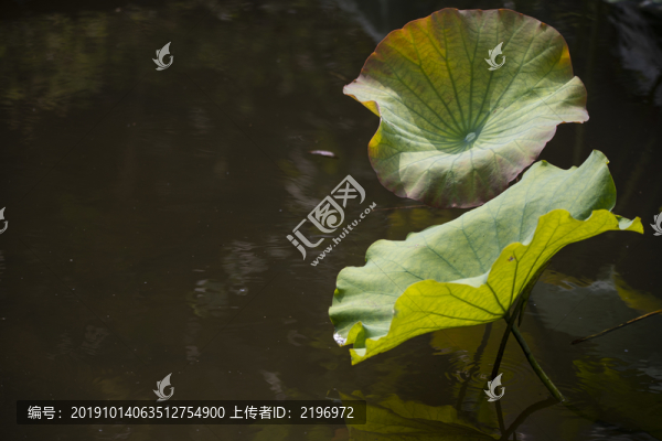 深秋荷葉