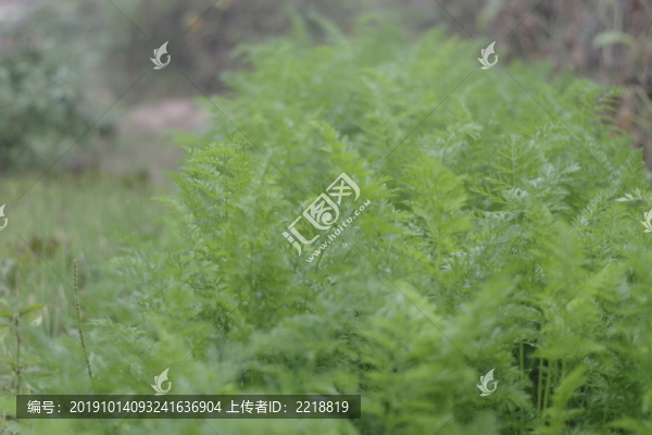 胡蘿卜