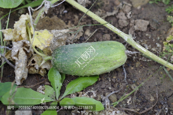 黃瓜