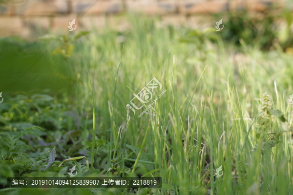 蔥