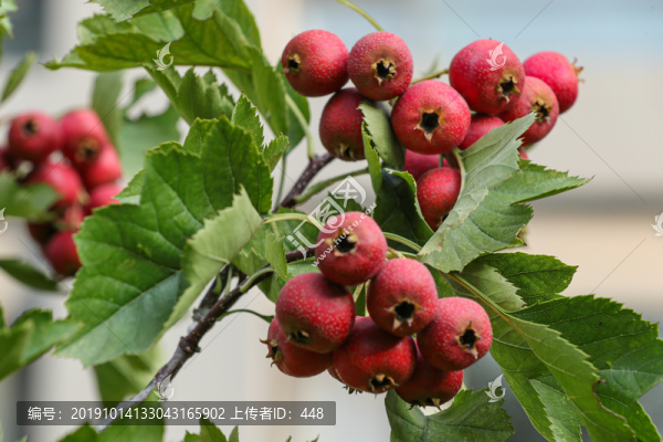 山楂樹山楂果