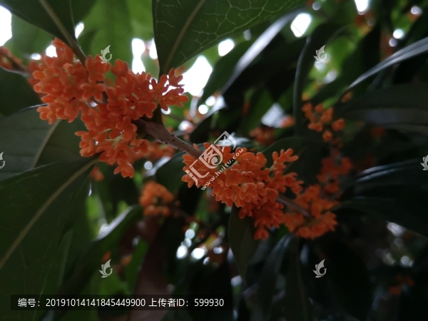 桂花