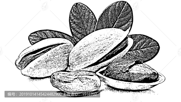 堅(jiān)果干果