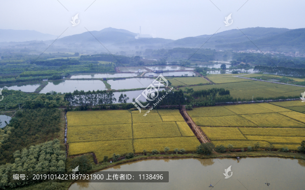 鄉(xiāng)村稻田