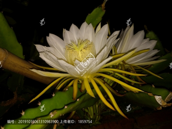 霸王花