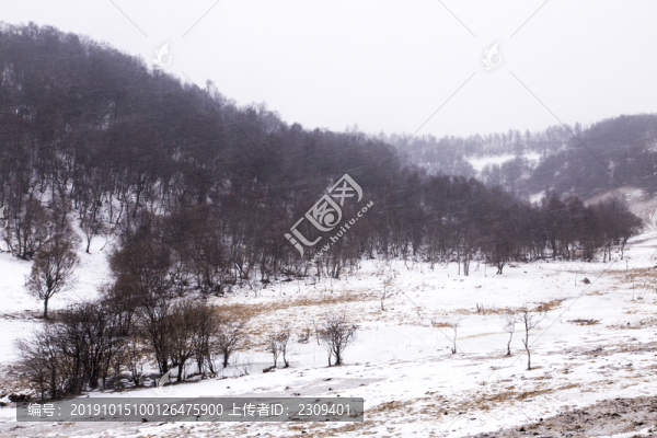 紅樹(shù)林雪景