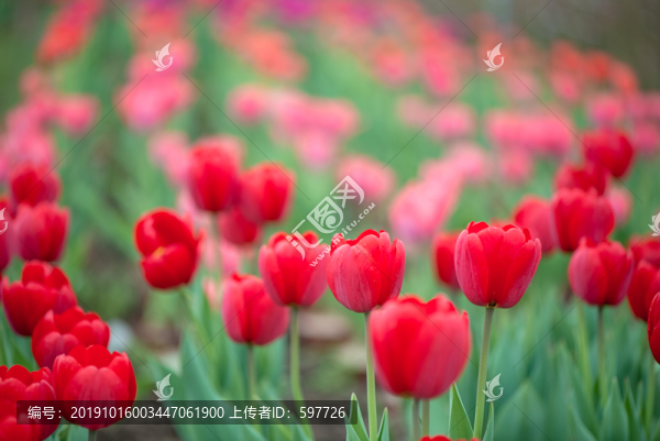 郁金香花園