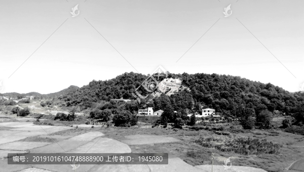 山丘稻田