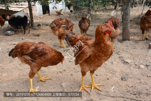 農(nóng)家雞