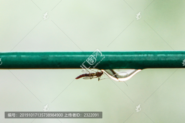 長腳蚊