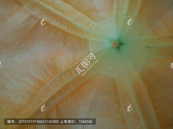 燈籠花特寫