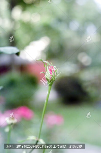 月季花苞