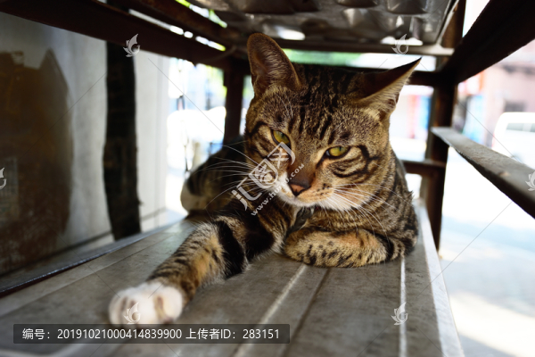 小貓