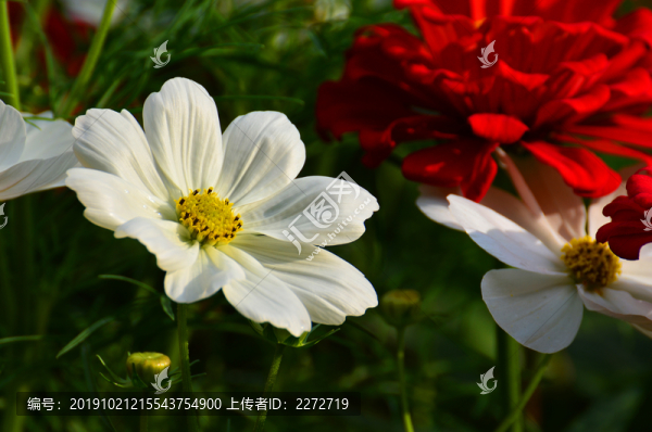 秋英花