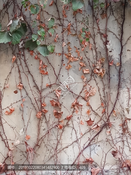 爬墻虎