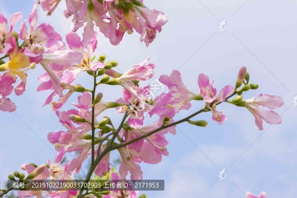 木棉花