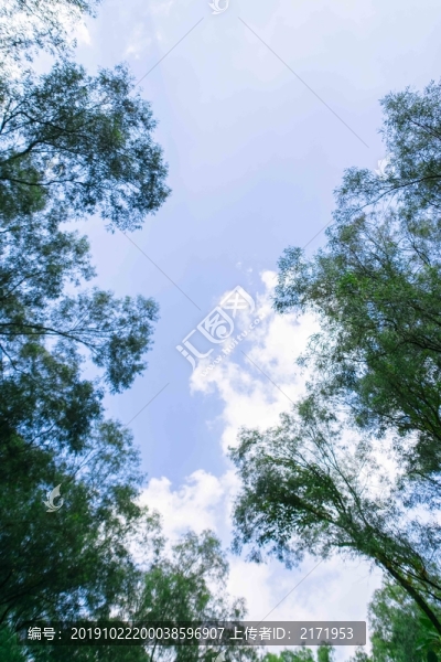 綠葉藍天