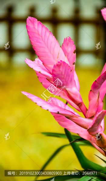 鳳梨花