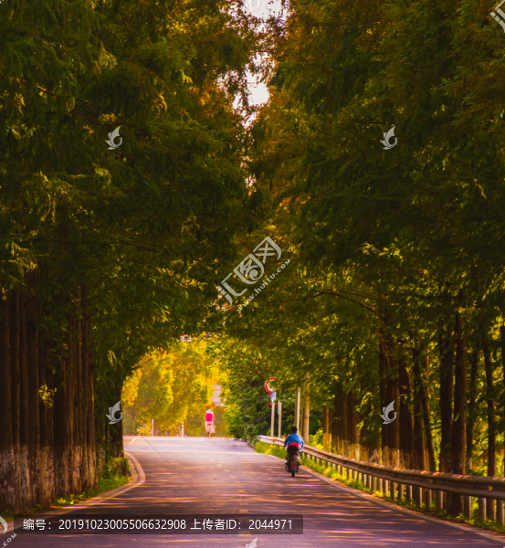 水杉公路
