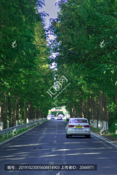 水杉公路