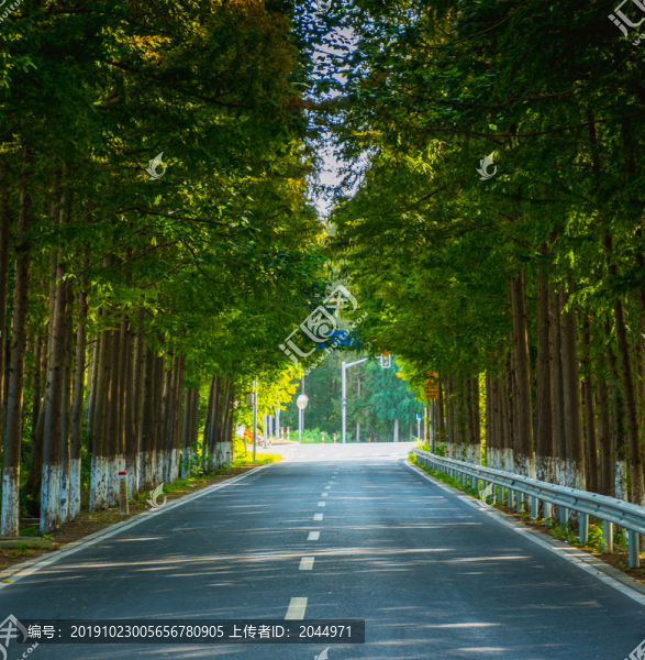 水杉公路