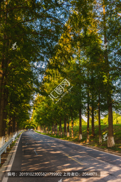 水杉公路