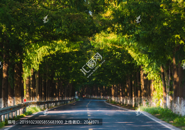 水杉公路