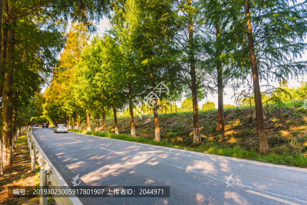 水杉公路