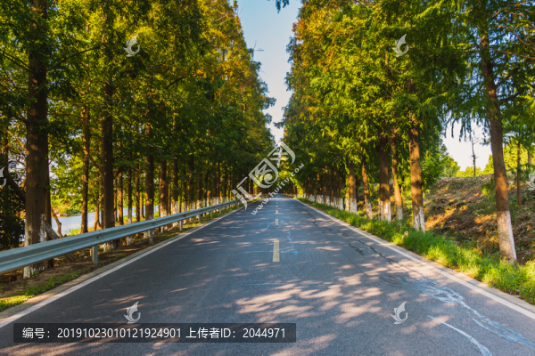 水杉公路