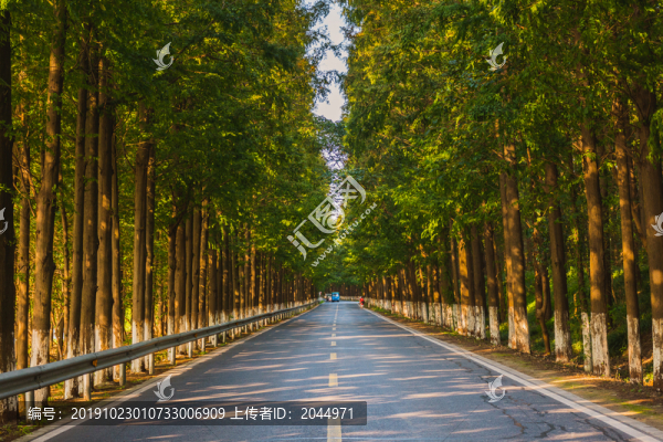 水杉公路