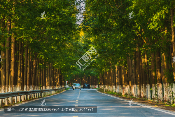 水杉公路