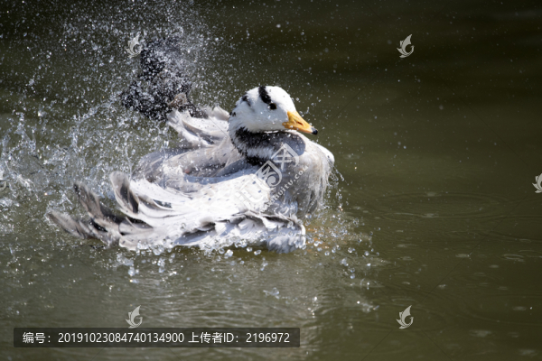 斑頭雁