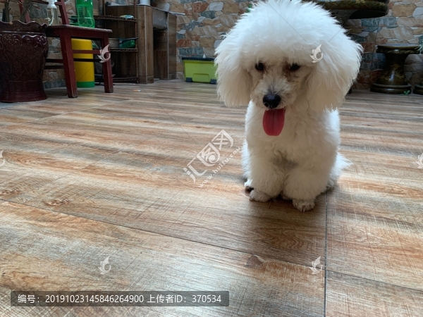 貴賓犬